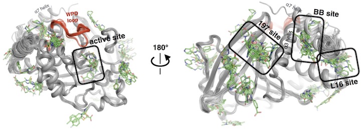 ptp1b